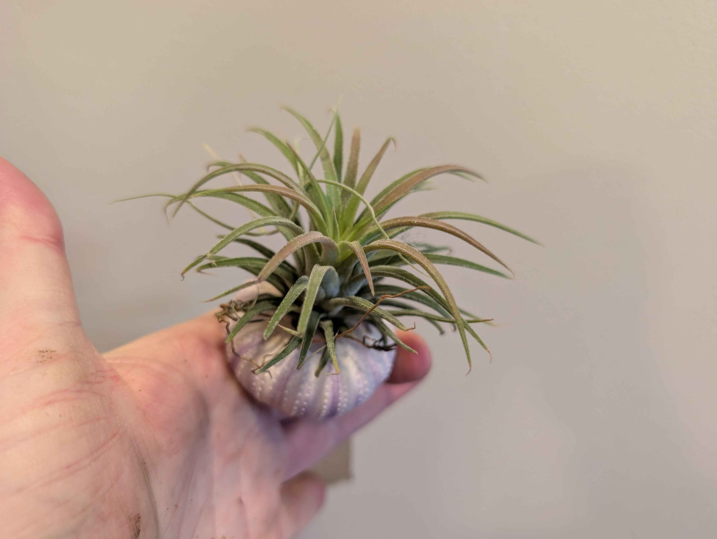 Jellyfish Air Plant 5cm (3 options)