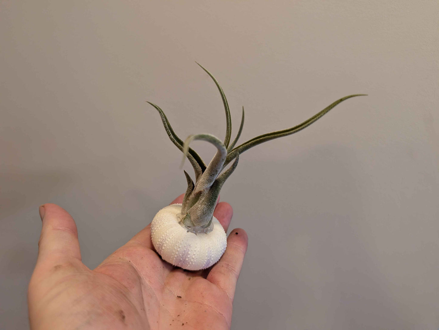 Jellyfish Air Plant 5cm (3 options)