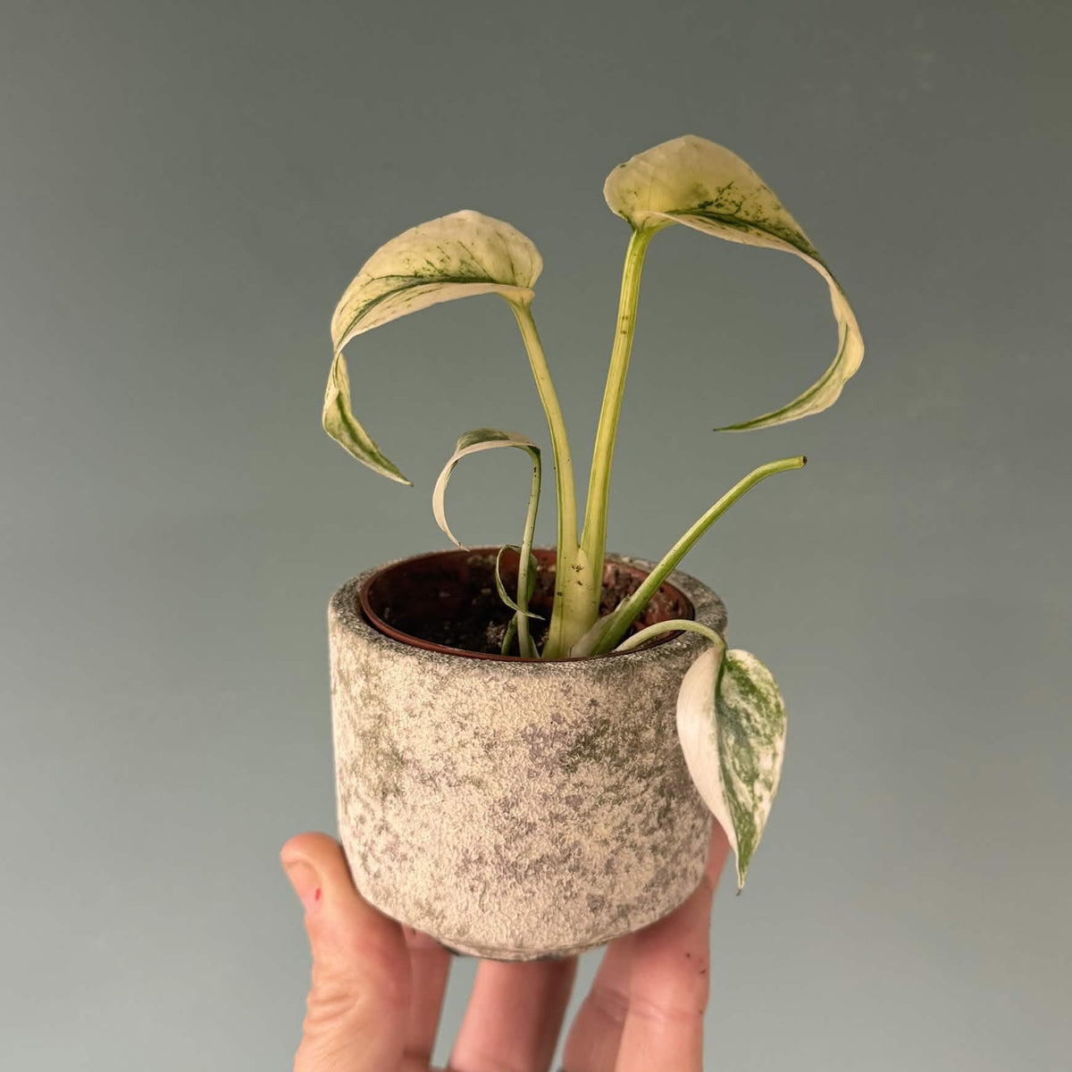 The Little Pot Club – Mini Plant Pots | Choose Your Style