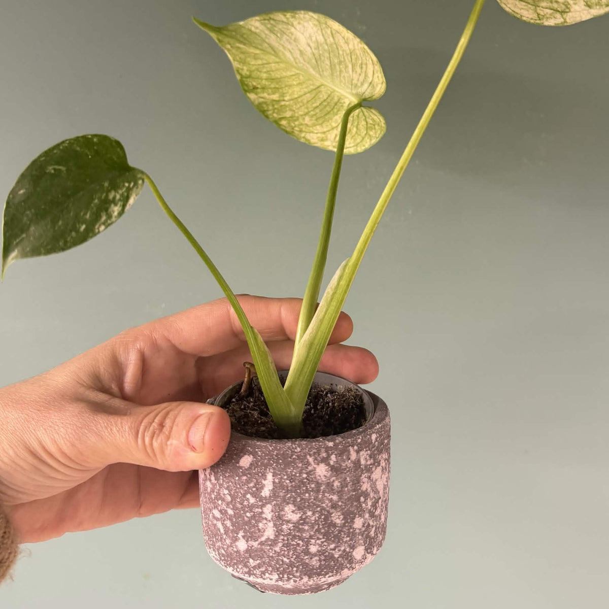 The Little Pot Club – Mini Plant Pots | Choose Your Style