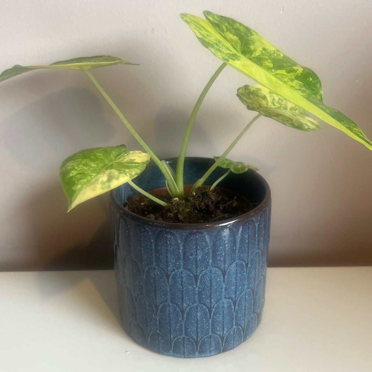 The Blue Gatsby Pot (2 options) 9cm inner