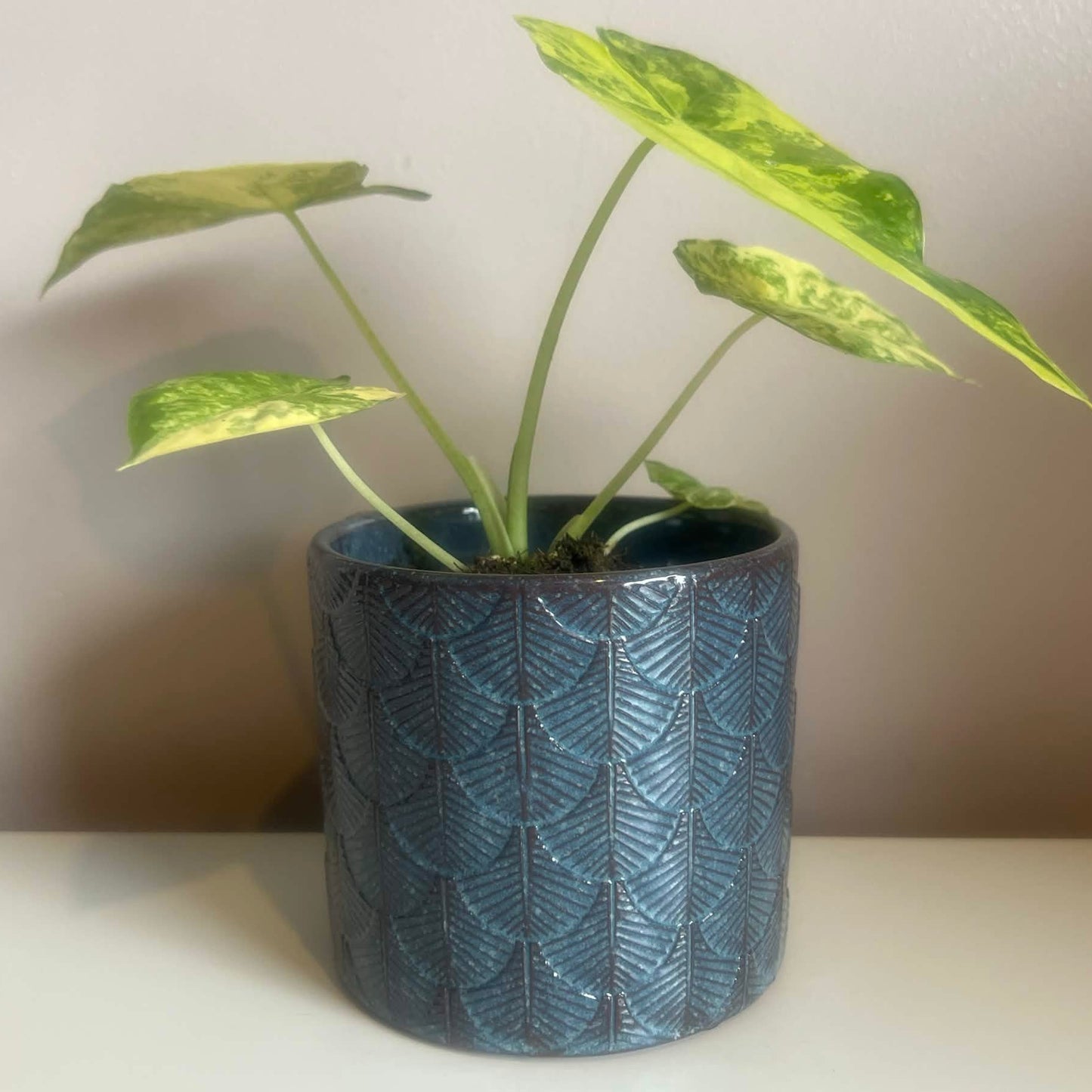 The Blue Gatsby Pot (2 options) 9cm inner