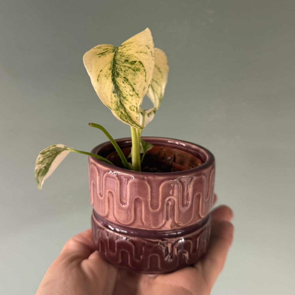The Little Pot Club – Mini Plant Pots | Choose Your Style