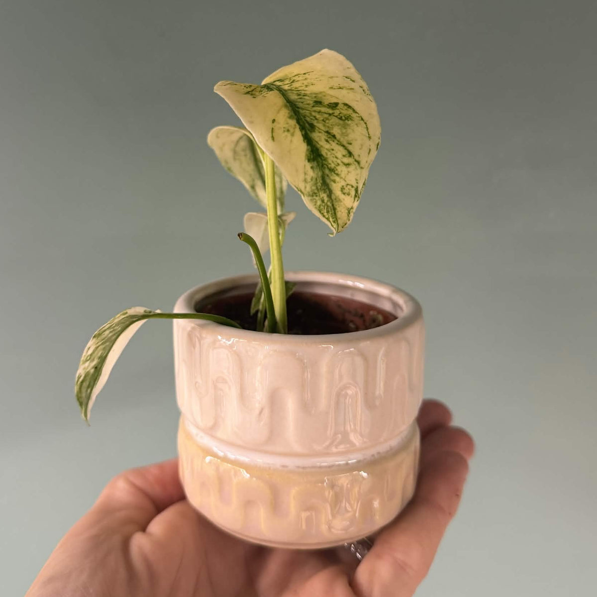 The Little Pot Club – Mini Plant Pots | Choose Your Style