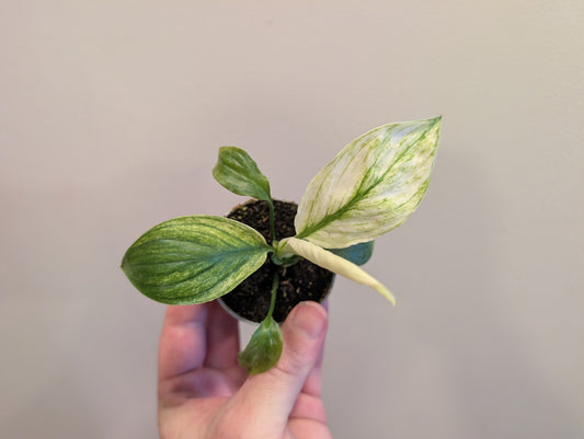 Spathiphyllum Sensation Variegata 6cm Pre Order