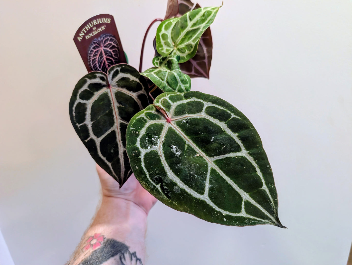 Anthurium Doc Block Michelle 9cm