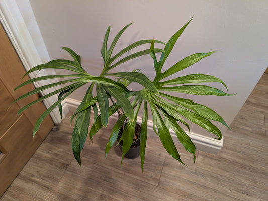 Anthurium Pedatoradiatum 15cm Pre Order
