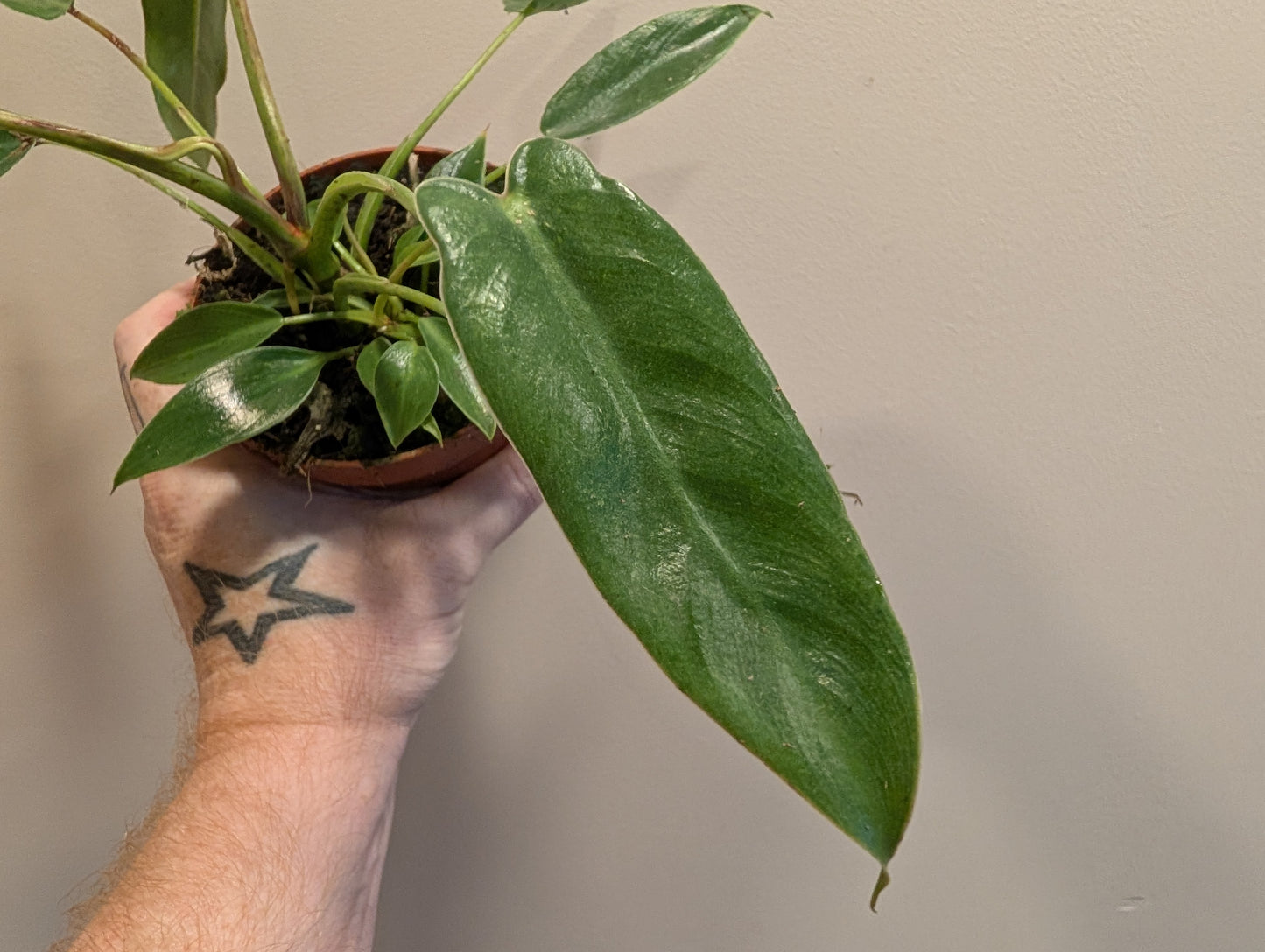 Philodendron Spiritus Sanctii 10.5cm
