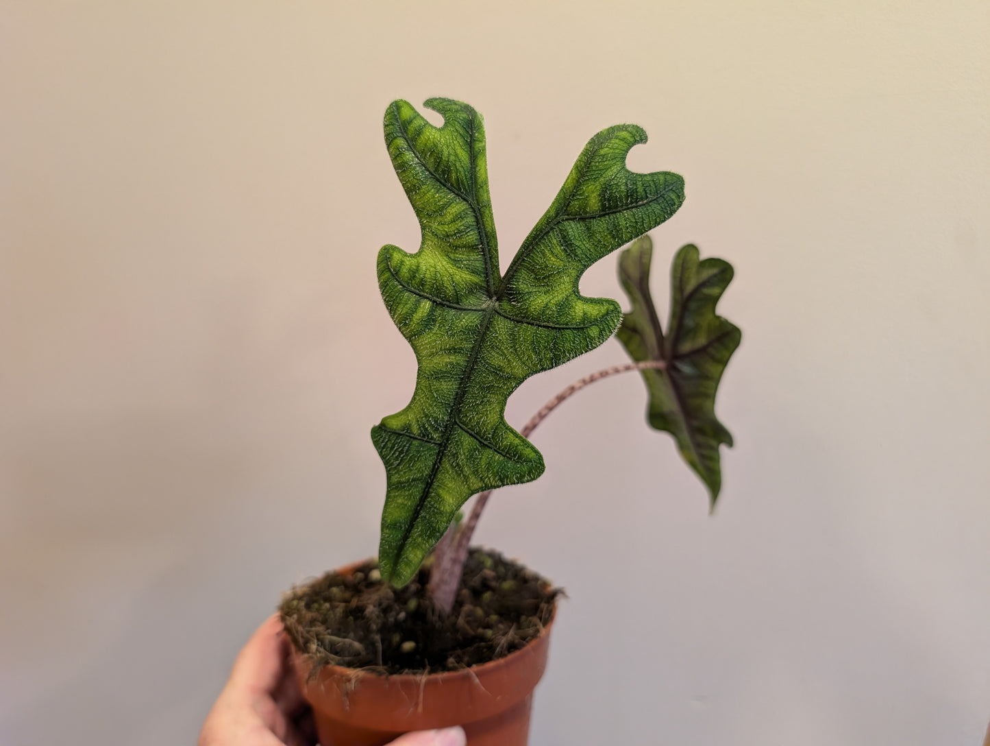 Alocasia Jacklyn 12cm