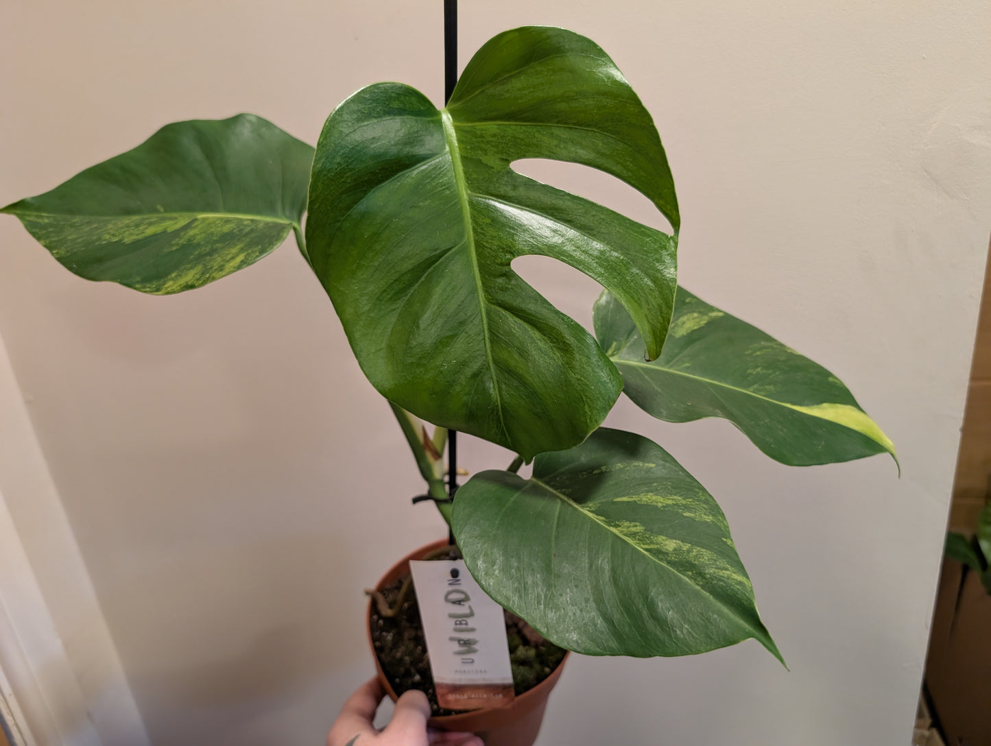 Monstera Deliciosa Aurea 17cm