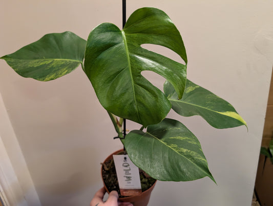 Monstera Deliciosa Aurea 17cm