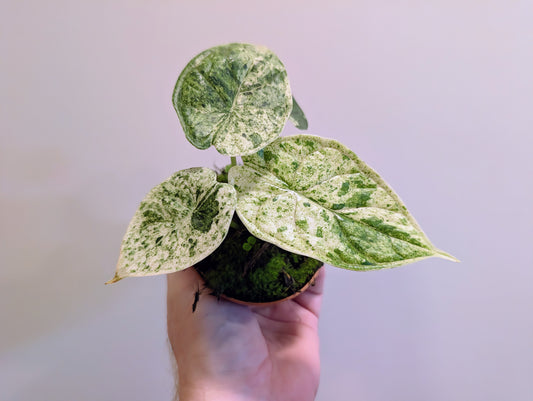 Alocasia Dragon Scale Mint 8cm