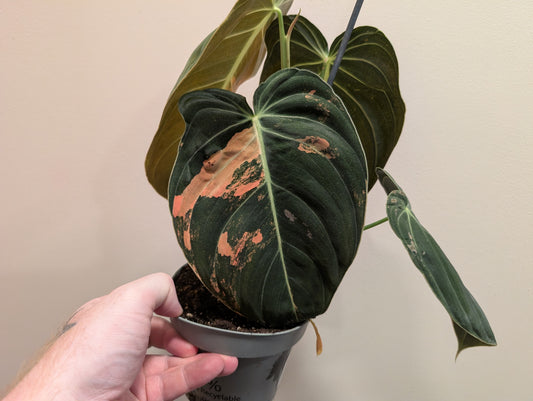 Philodendron Melanochrysum Variegata 12cm Pre Order