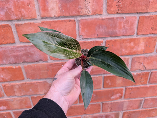 Philodendron Pink Birkin 6cm