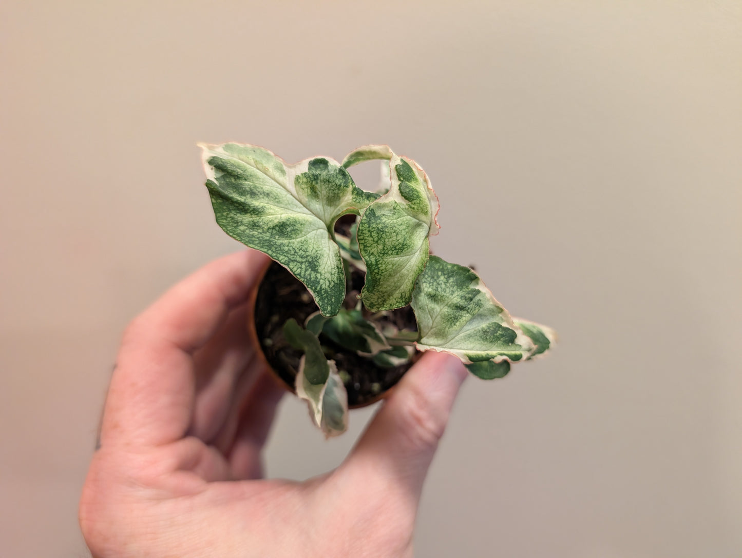 Syngonium Starlite 6cm