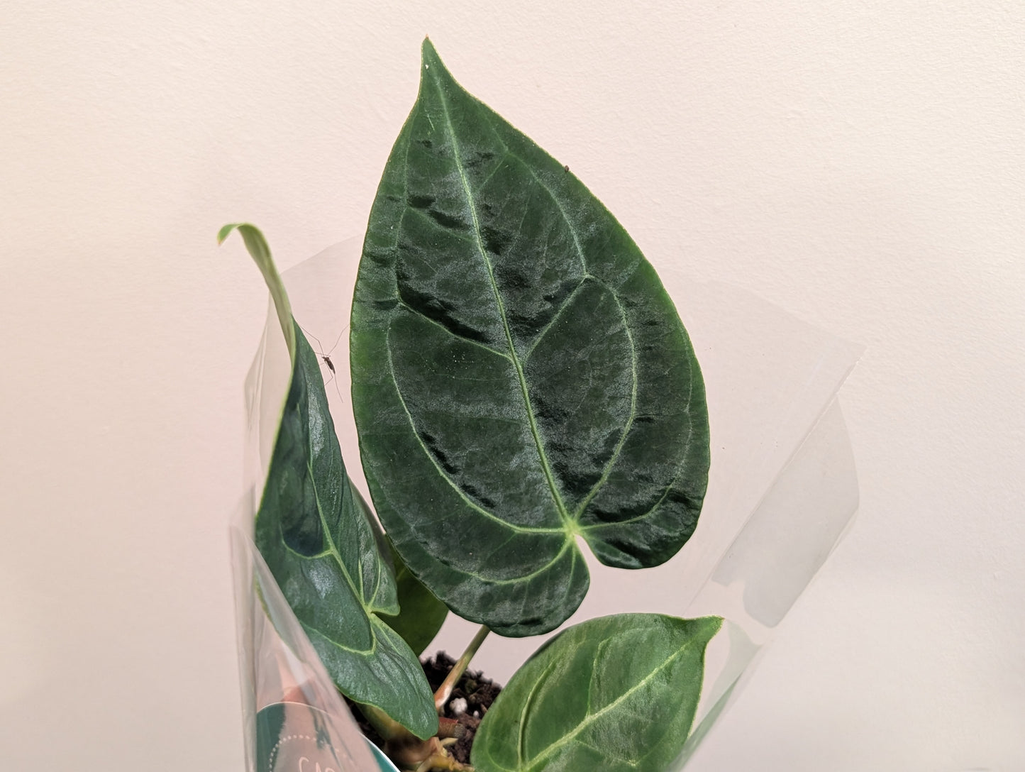 Anthurium sp. Dark Form 9cm