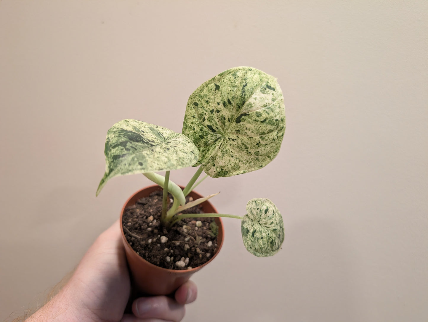 Alocasia Dragon Scale Mint 8cm