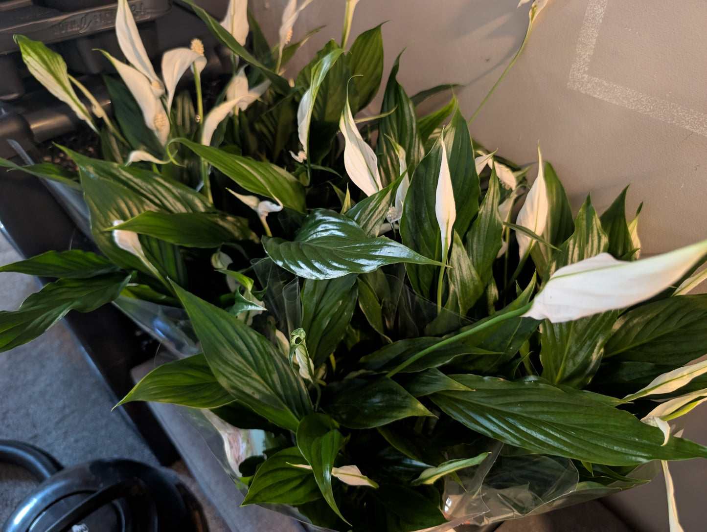 Spathiphyllum Cupido 15cm