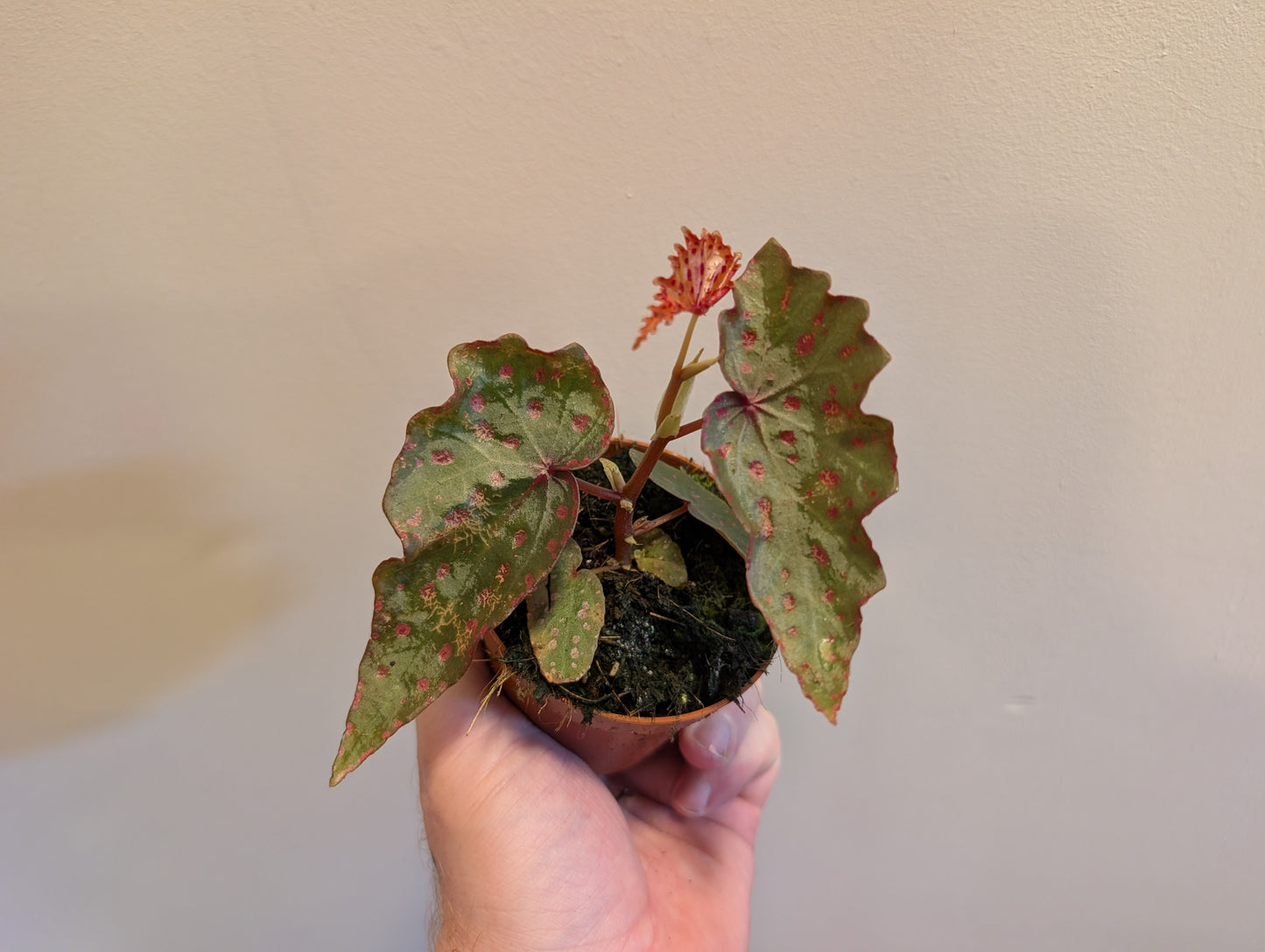 Begonia Amphioxus x Malachosticta 8cm