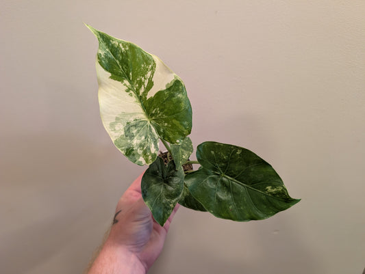 Alocasia Gageana Variegata 6cm Pre Order