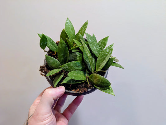 Hoya Gracilis 14cm ⚡️