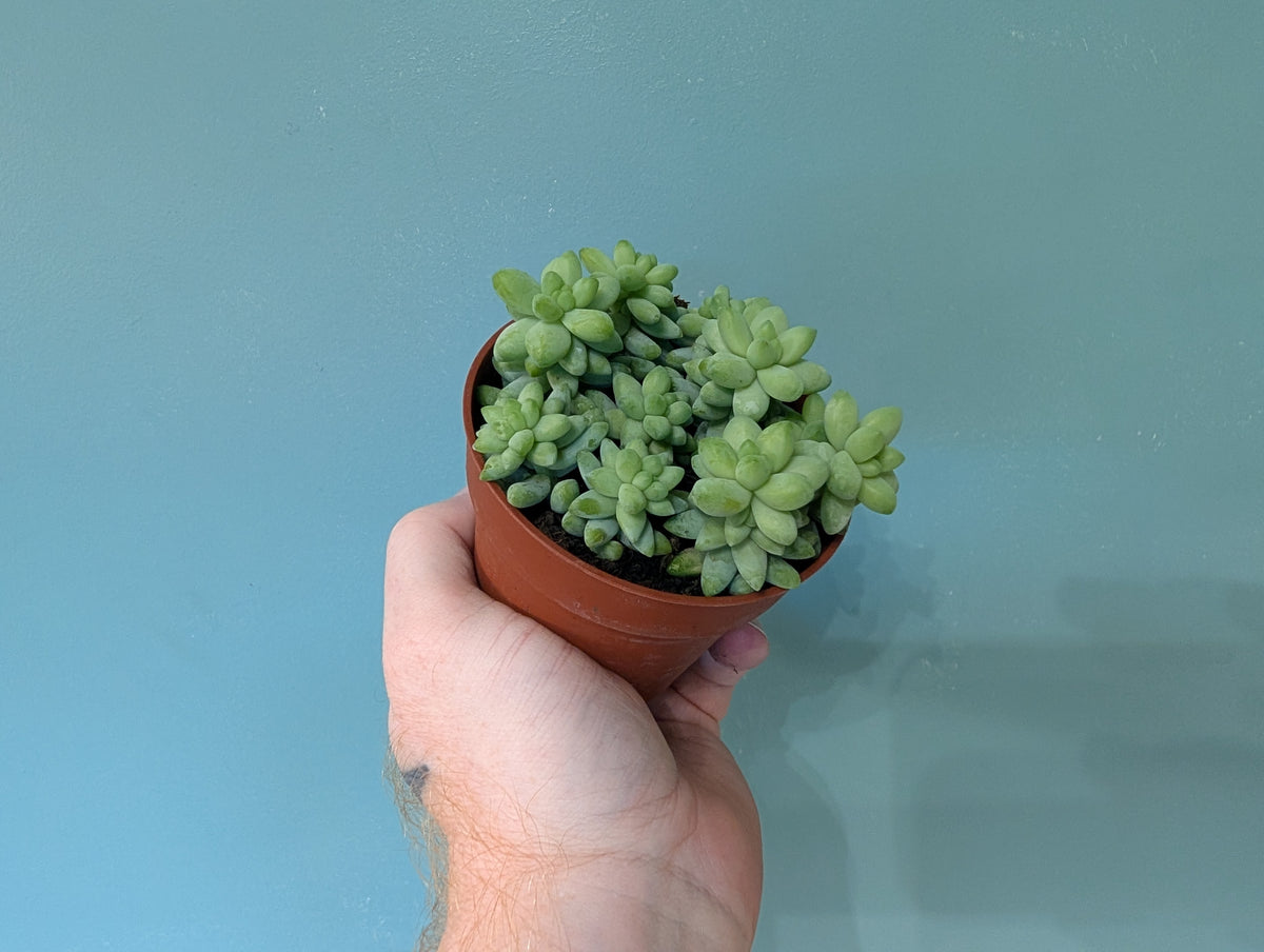 Sedum Burrito 7cm