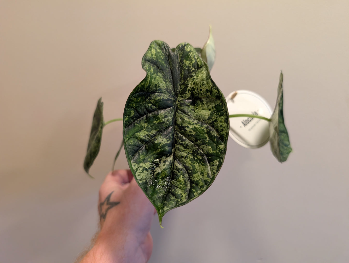 Alocasia Dragon Scale Mint 12cm