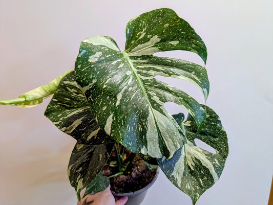 Monstera Thai Constellation 17cm
