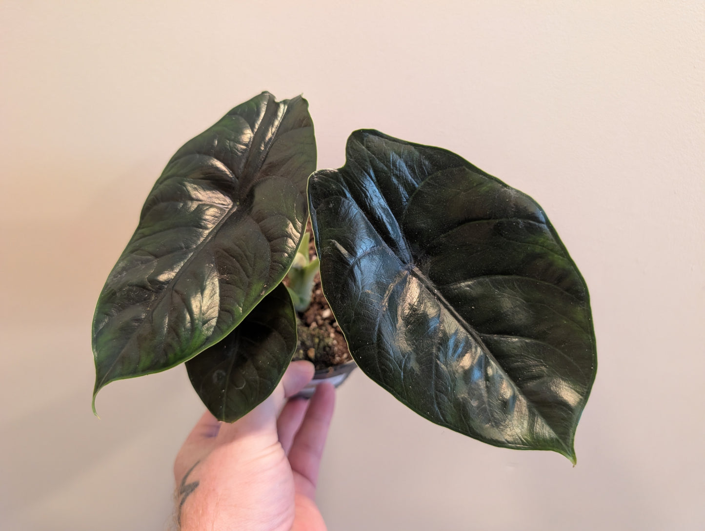 Alocasia Green Unicorn 12cm