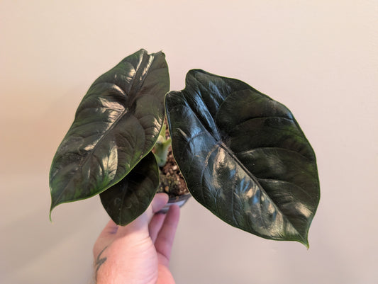 Alocasia Green Unicorn 12cm