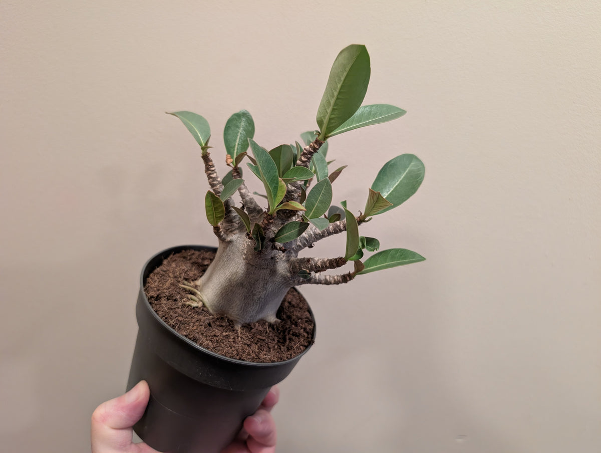 Adenium Baobobs 12cm
