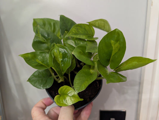 ⚡ Epipremnum Global Green 12cm ⚡