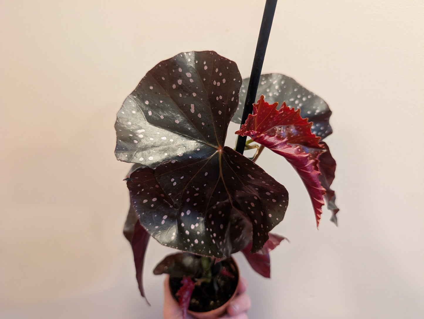 Begonia Palmata D Don 12cm