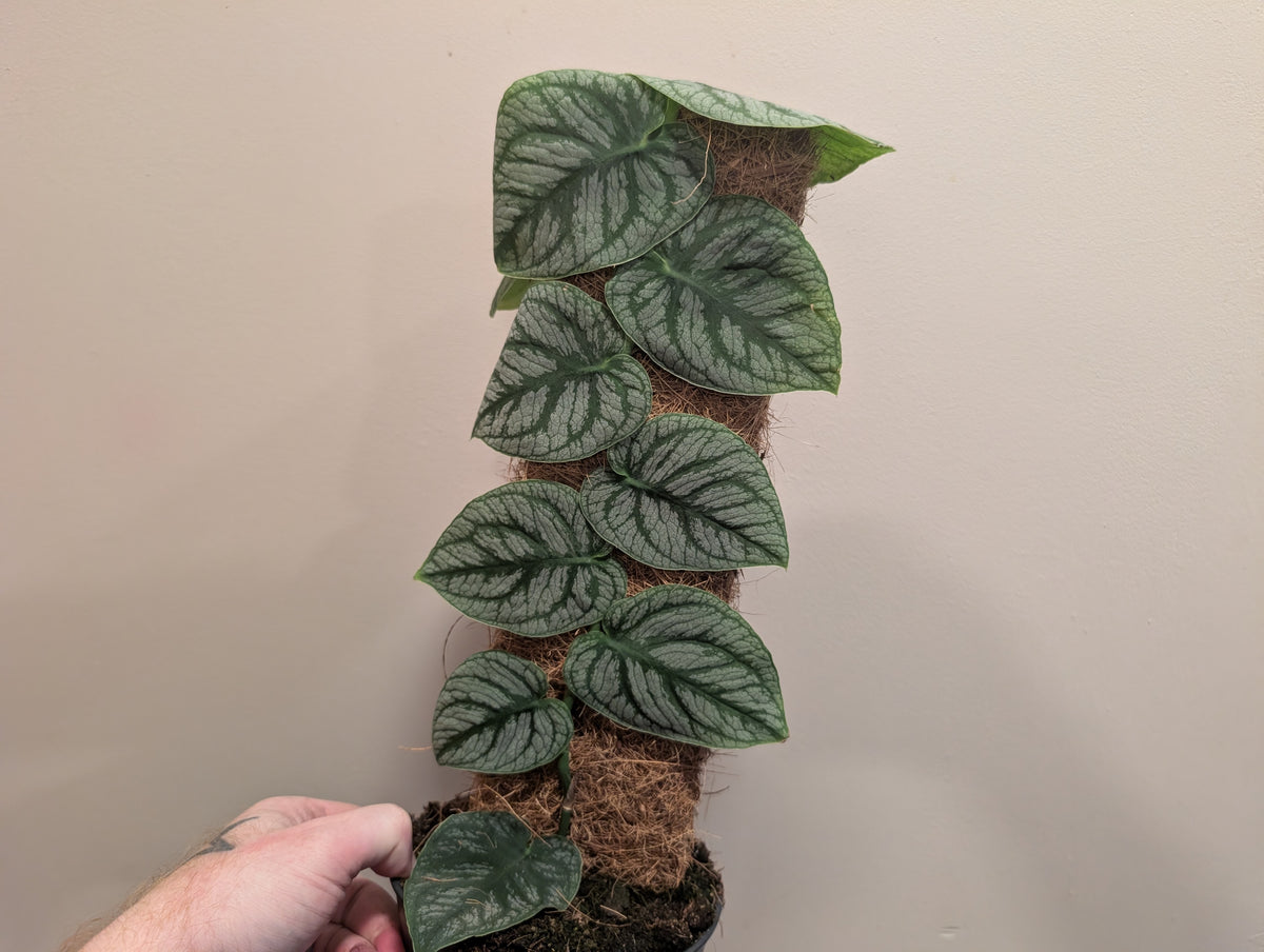 Monstera Dubia 14cm