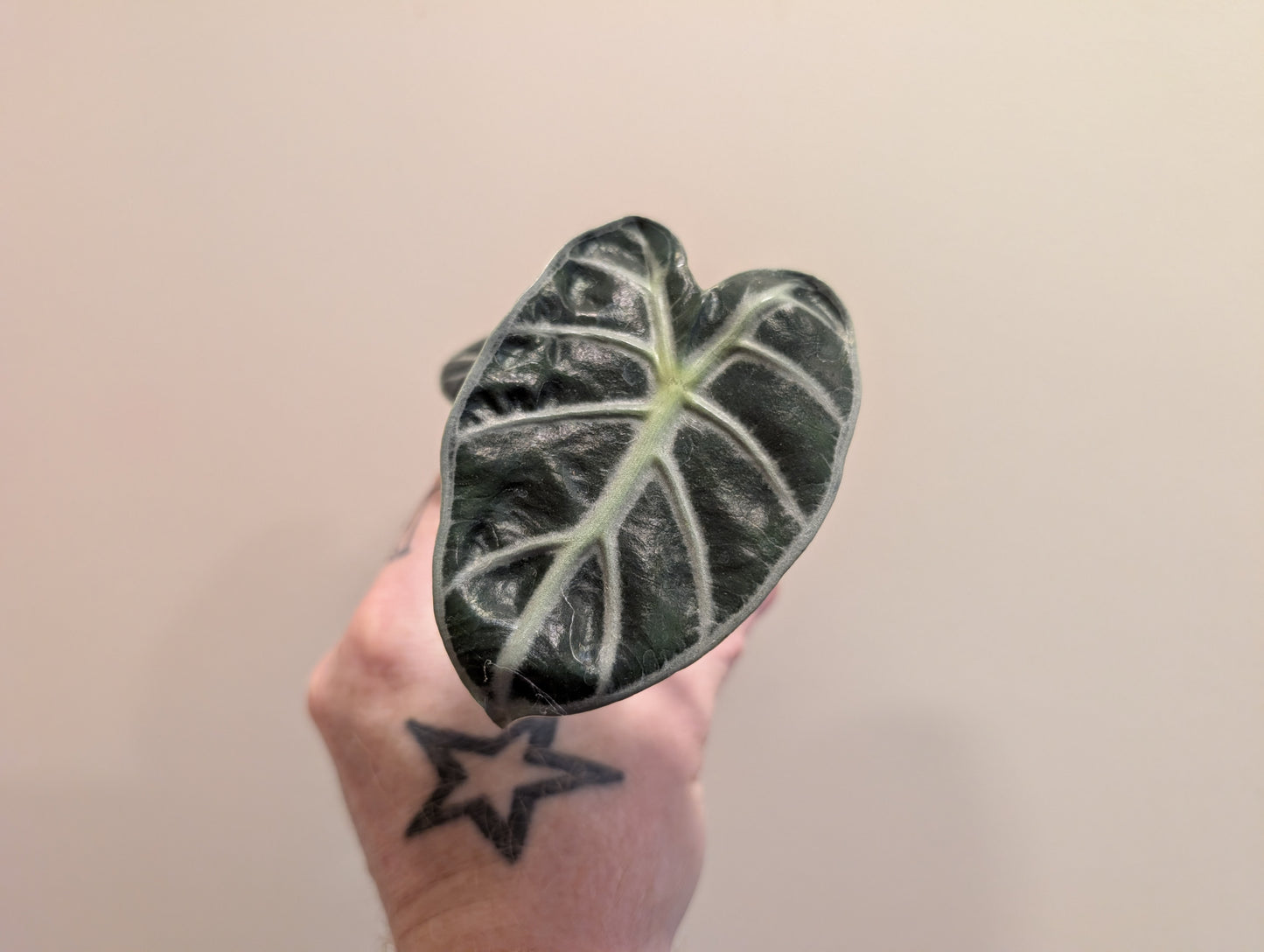 Alocasia Balloon Heart 6cm