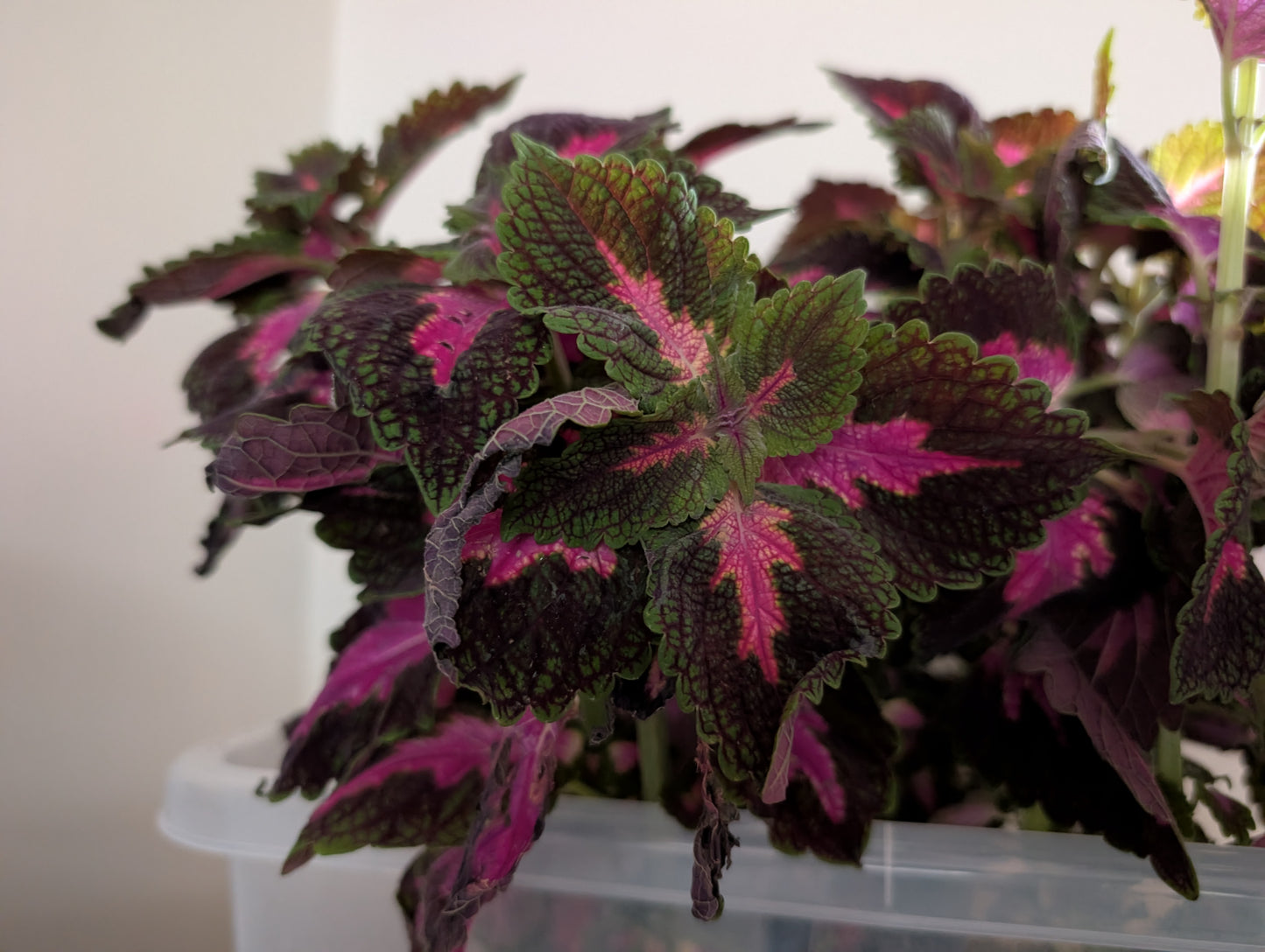 Coleus Main Street Park Avenue 13cm