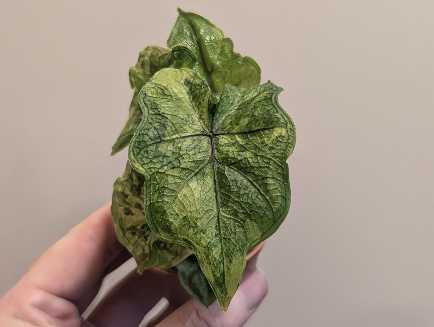 Alocasia Jacklyn Variegata 6cm