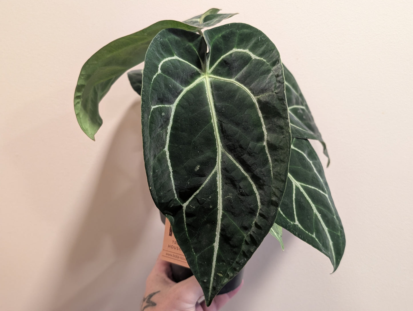 Anthurium Crystallinum 12cm