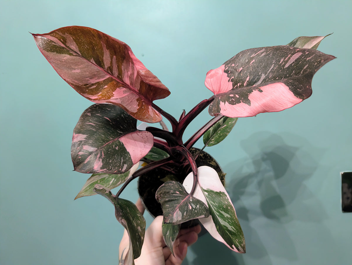 Philodendron Pink Princess Marble 14cm