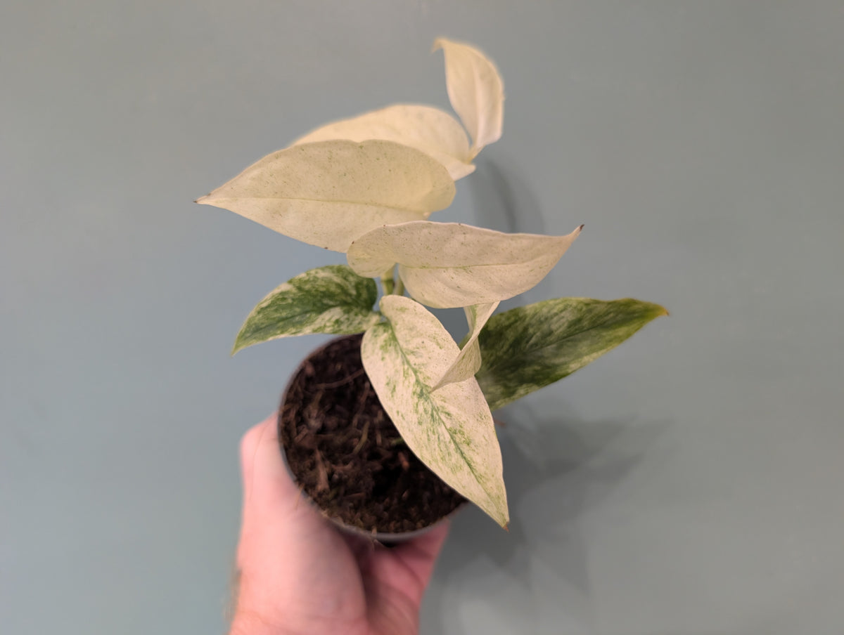Monstera Laniata Mint Variegated 8cm