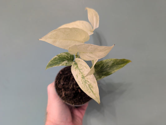 Monstera Laniata Mint Variegated 8cm