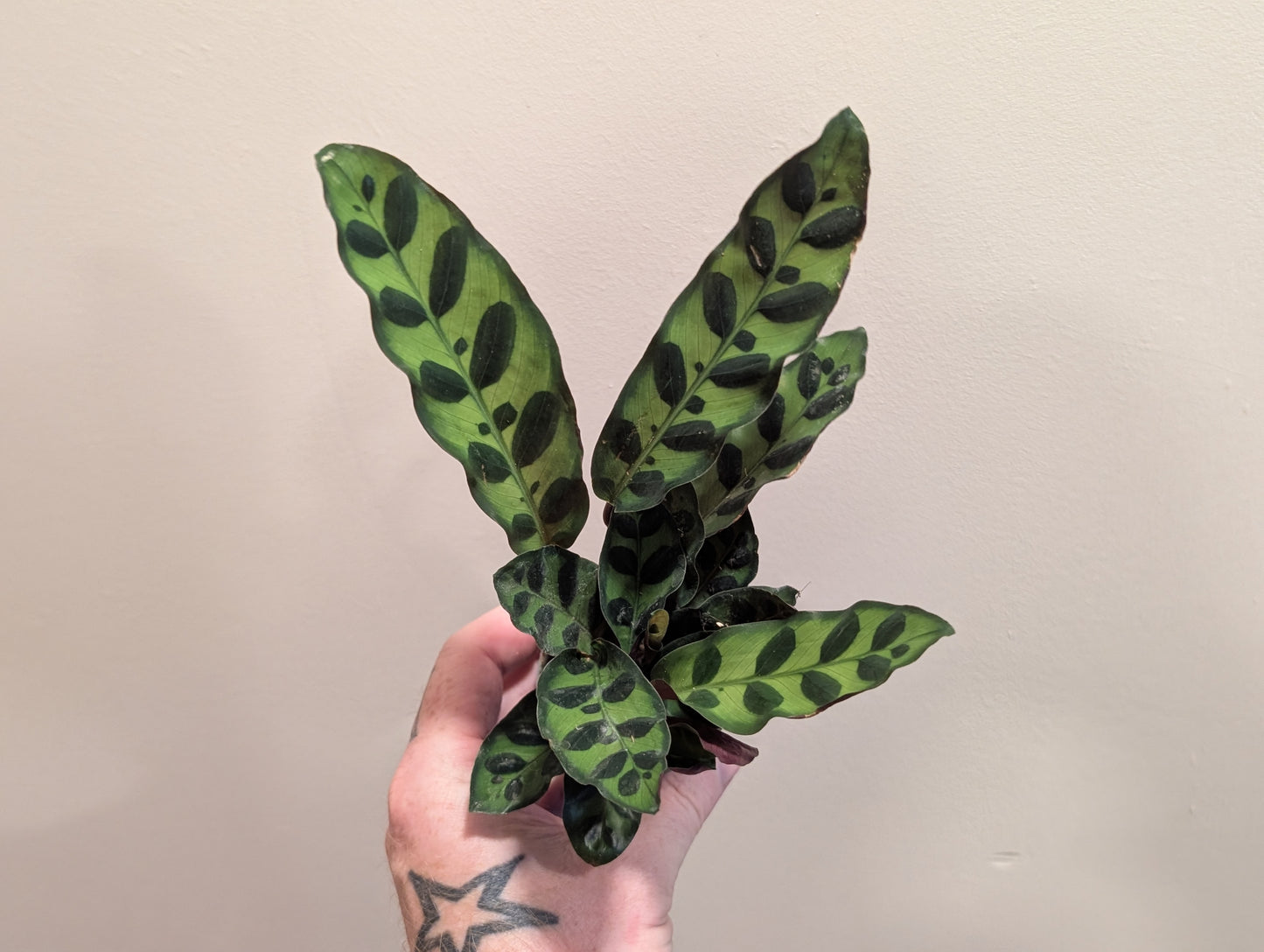 Calathea Rattlesnake 6cm