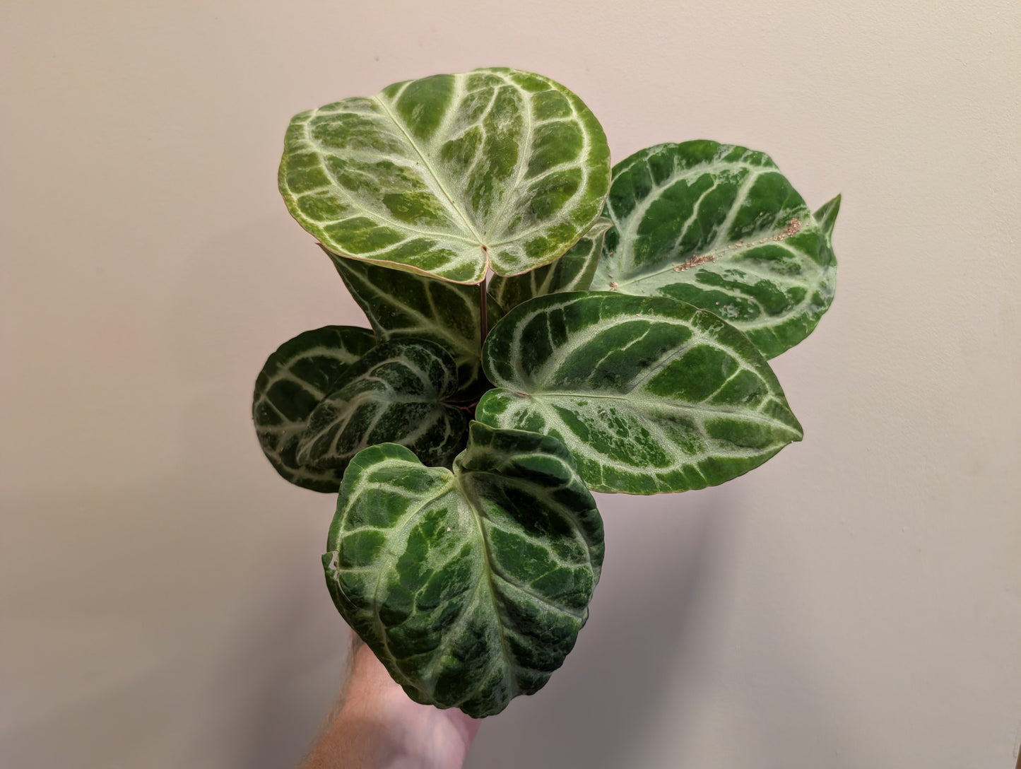Anthurium Silver Blush Mint 12cm