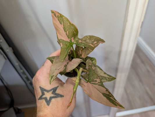 Syngonium Pink Splash 6cm Pre Order