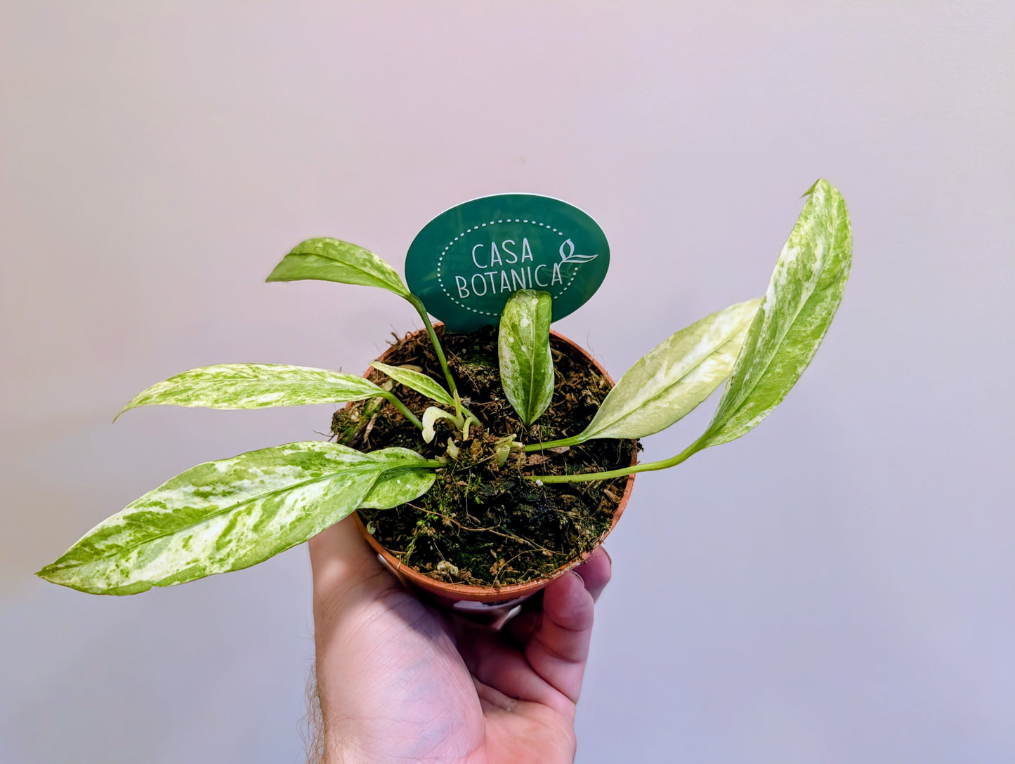 Anthurium Vittarifolium Variegata 9cm