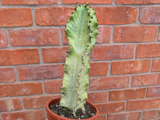 Euphorbia Ingens Variegata Marmorata 17cm