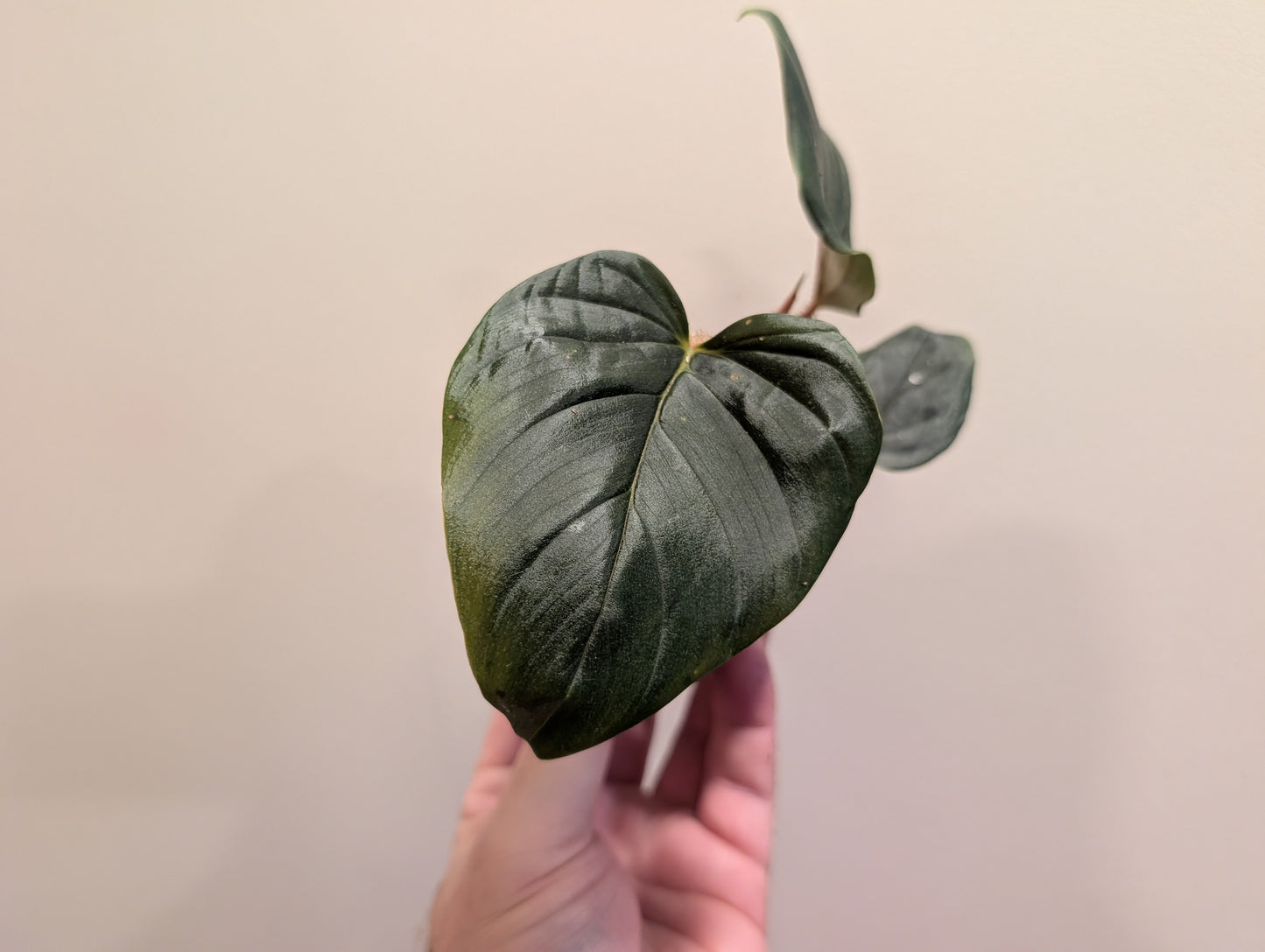 Philodendron Squamiferum x Serpens 6cm