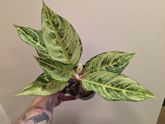 Aglaonema Chartreuse Pretty 12cm