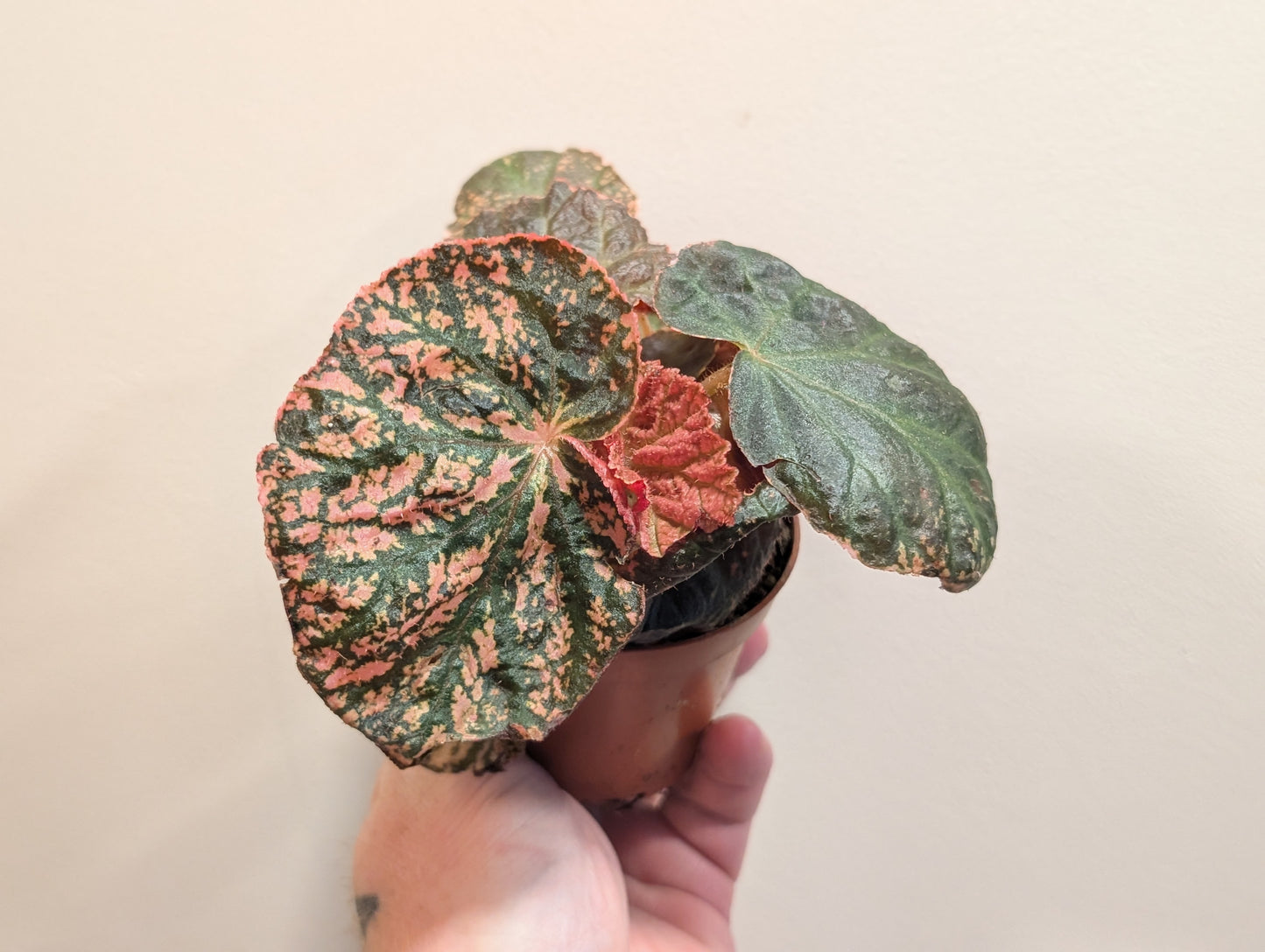 Begonia Midnight Sun 8cm