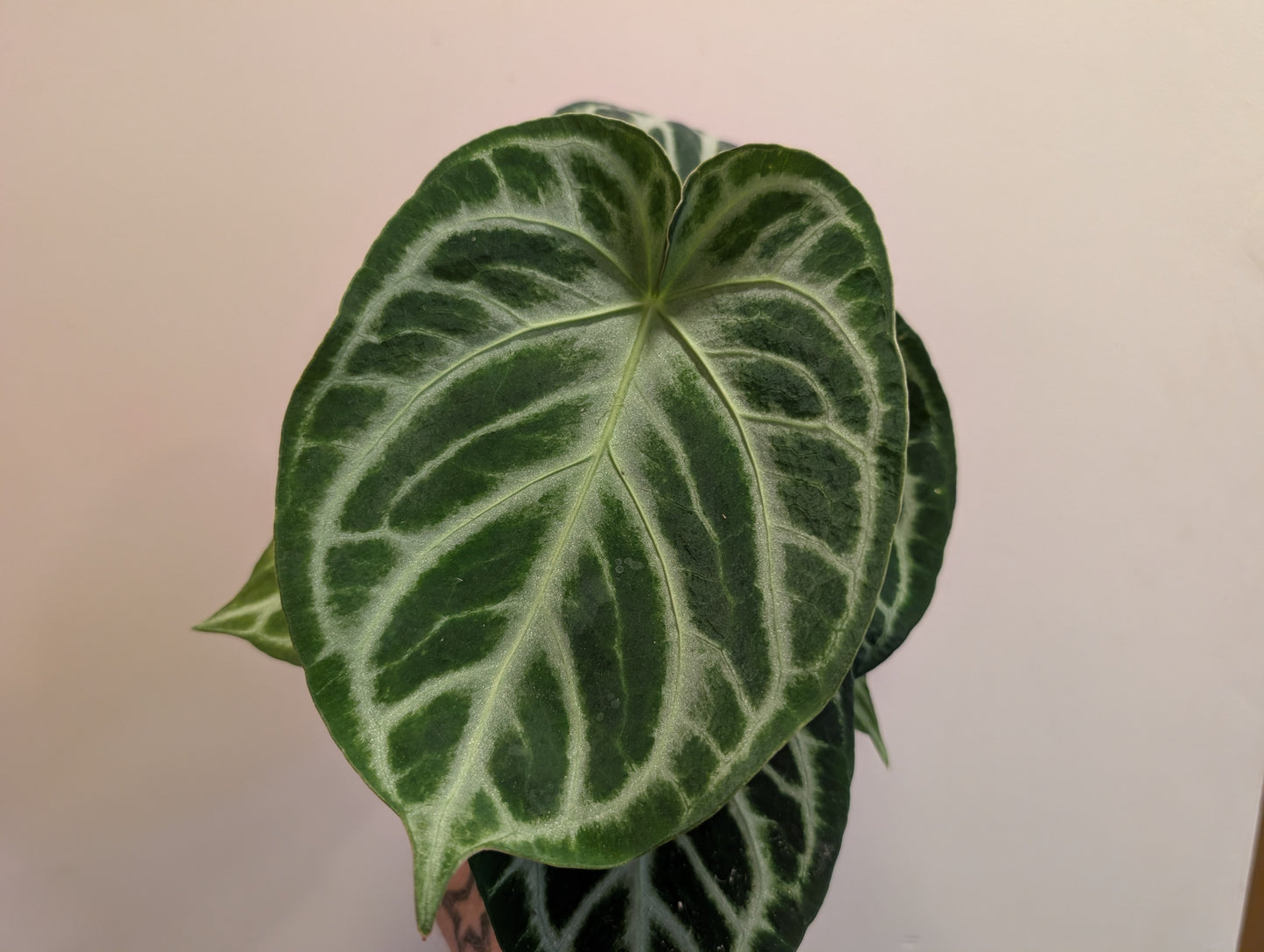 Anthurium Silver Blush 12cm
